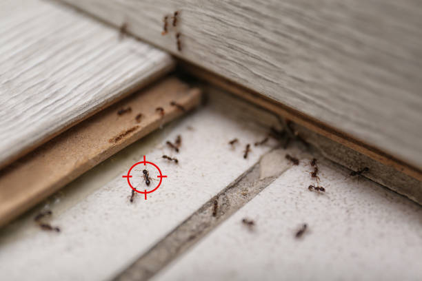 Trusted Melody Hill, IN Pest Control Experts