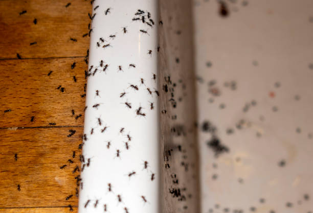 Best Pest Inspection Near Me  in Melody Hill, IN